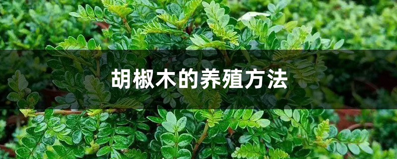 胡椒木的养殖方法 胡椒木的养殖方法