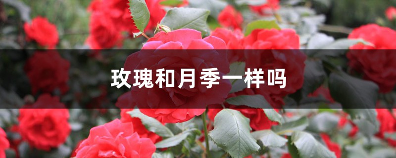 玫瑰和月季一样吗 玫瑰和月季一样吗