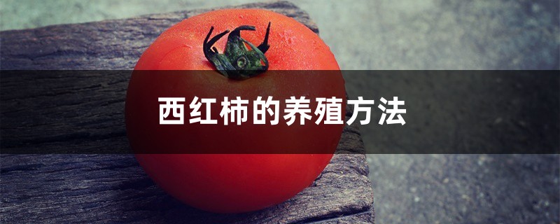 西红柿的养殖方法 西红柿的养殖方法