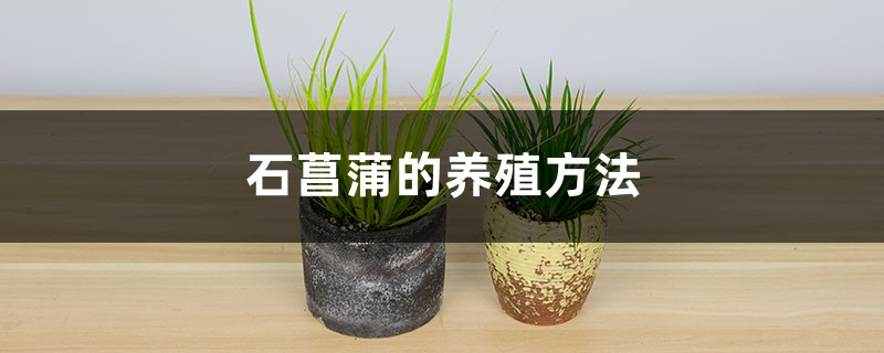 石菖蒲的养殖方法 石菖蒲的养殖方法
