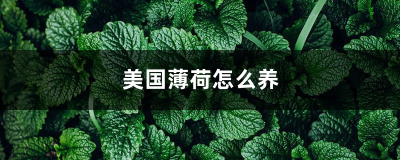 美国薄荷怎么养 美国薄荷怎么养