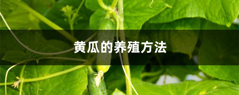 黄瓜的养殖方法 黄瓜的养殖方法