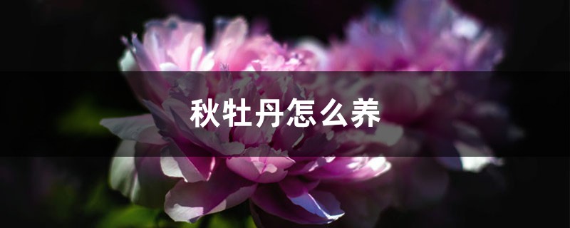 秋牡丹怎么养 秋牡丹怎么养