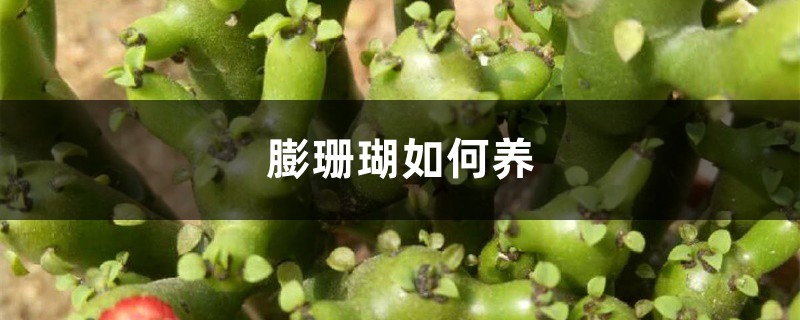 膨珊瑚如何养 膨珊瑚如何养