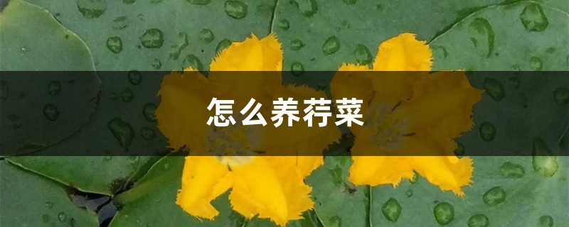 怎么养荇菜 怎么养荇菜