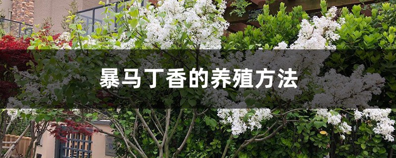 暴马丁香的养殖方法 暴马丁香的养殖方法