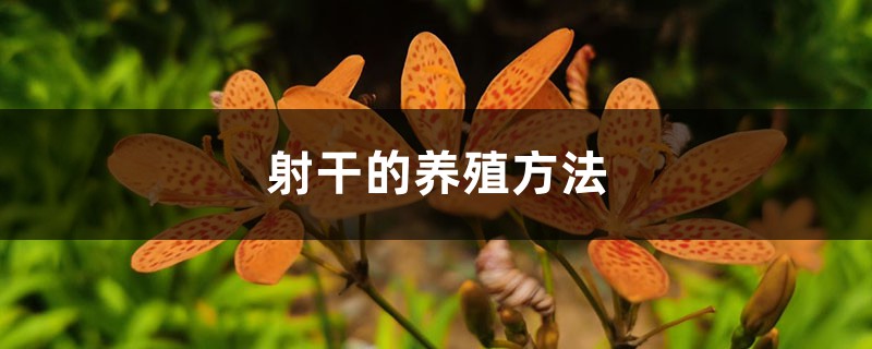 射干的养殖方法 射干的养殖方法