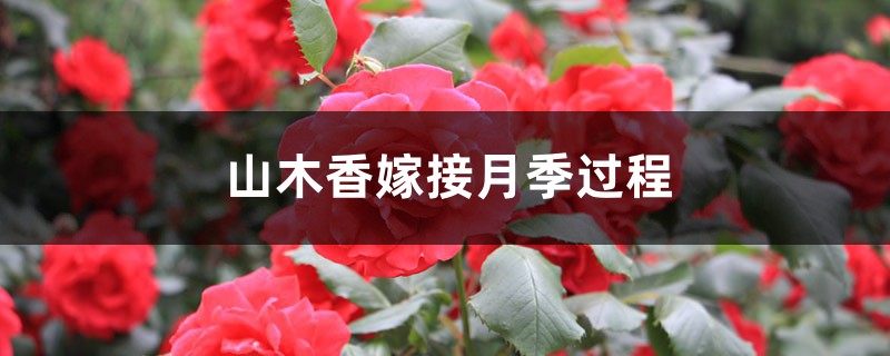 山木香嫁接月季过程 山木香嫁接月季过程