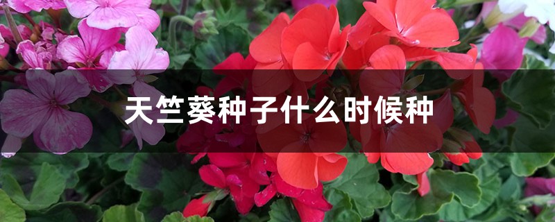 天竺葵种子什么时候种 天竺葵种子什么时候种