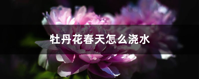 牡丹花春天怎么浇水 牡丹花春天怎么浇水