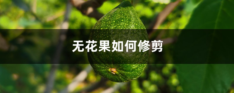 无花果如何修剪 无花果如何修剪