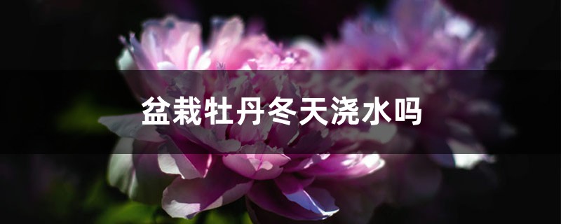 盆栽牡丹冬天浇水吗 盆栽牡丹冬天浇水吗