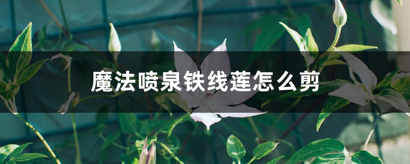 魔法喷泉铁线莲怎么剪 魔法喷泉铁线莲怎么剪