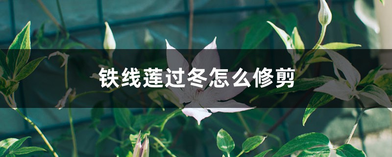 铁线莲过冬怎么修剪 铁线莲过冬怎么修剪