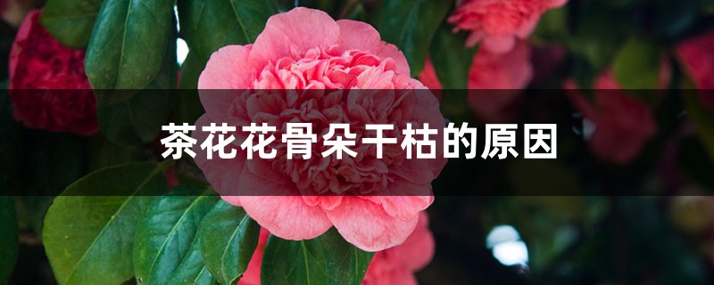 茶花花骨朵干枯的原因 茶花花骨朵干枯的原因