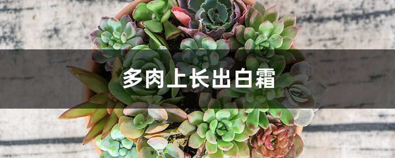 多肉上长出白霜是什么 多肉上长出白霜是什么