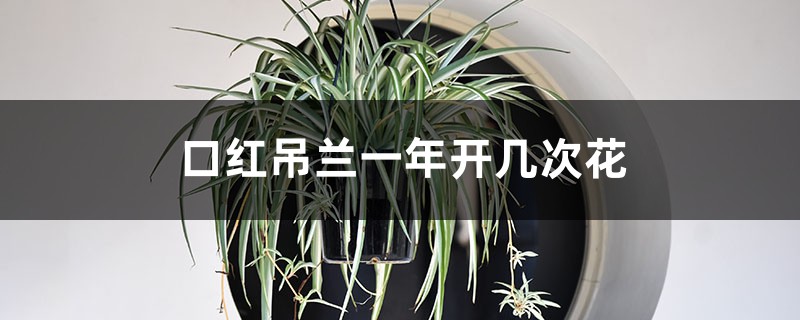 口红吊兰一年开几次花 口红吊兰一年开几次花