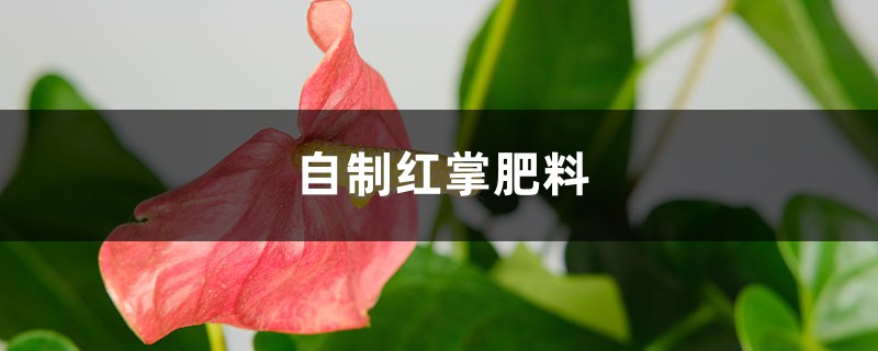 自制红掌肥料 自制红掌肥料