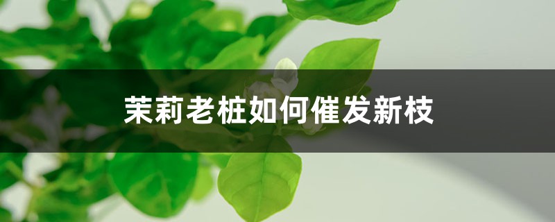 茉莉老桩如何催发新枝 茉莉老桩如何催发新枝