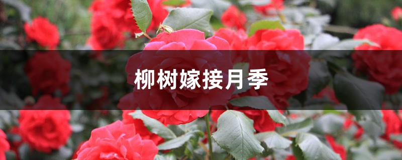 柳树嫁接月季的方法 柳树嫁接月季的方法