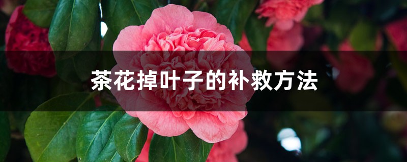 茶花叶子都掉了怎么补救 茶花叶子都掉了怎么补救