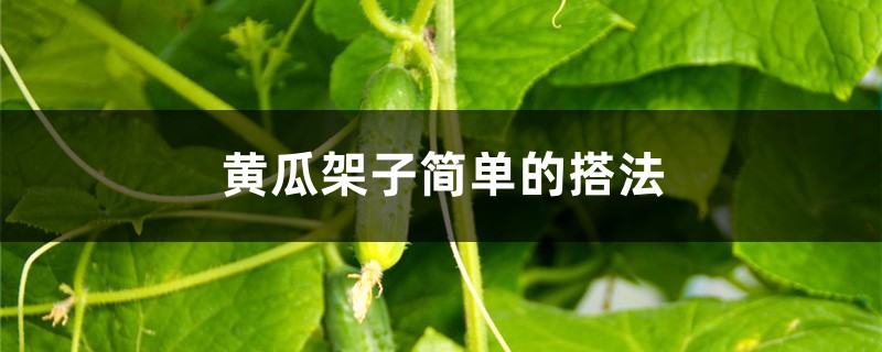黄瓜架子简单的搭法 黄瓜架子简单的搭法