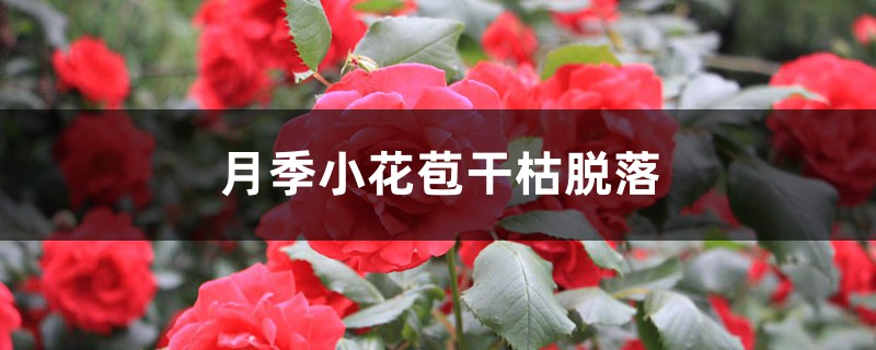 月季小花苞干枯脱落怎么办 月季小花苞干枯脱落怎么办