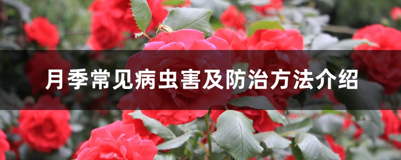 月季常见病虫害及防治方法介绍 月季常见病虫害及防治方法介绍