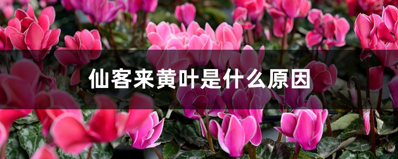 仙客来黄叶是什么原因 仙客来黄叶是什么原因