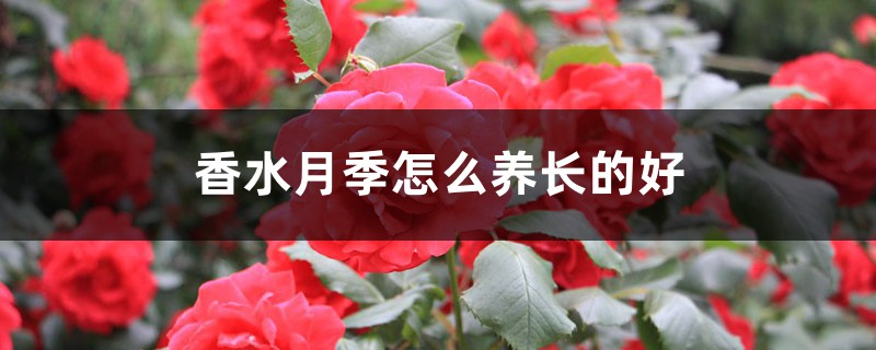 香水月季怎么养长的好 香水月季怎么养长的好