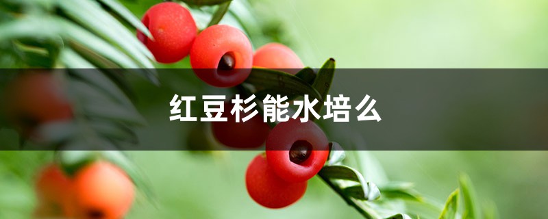 红豆杉能水培么 红豆杉能水培么