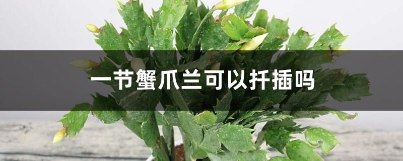 一节蟹爪兰可以扦插吗 一节蟹爪兰可以扦插吗