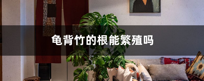 龟背竹的根能繁殖吗 龟背竹的根能繁殖吗
