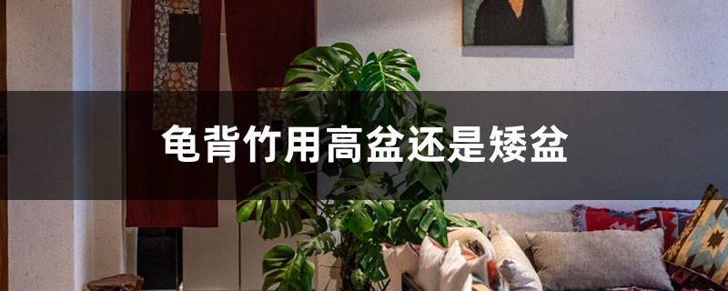 龟背竹用高盆还是矮盆 龟背竹用高盆还是矮盆