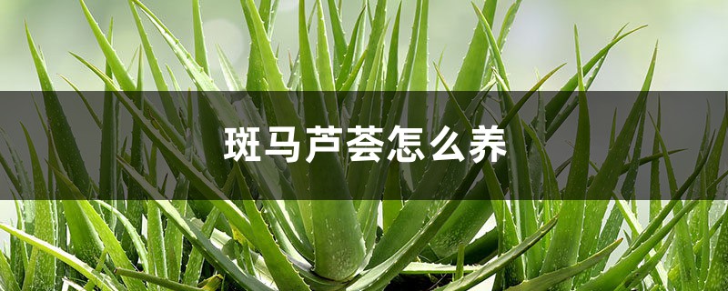 斑马芦荟怎么养 斑马芦荟怎么养
