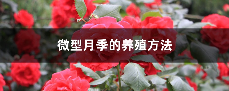 微型月季的养殖方法 微型月季的养殖方法