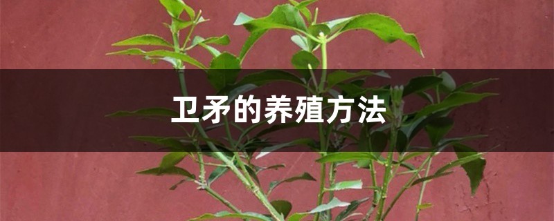卫矛的养殖方法 卫矛的养殖方法