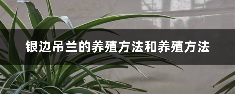 银边吊兰的养殖方法和养殖方法 银边吊兰的养殖方法和养殖方法