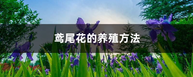 鸢尾花的养殖方法 鸢尾花的养殖方法
