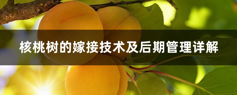 核桃树的嫁接技术及后期管理详解 核桃树的嫁接技术及后期管理详解