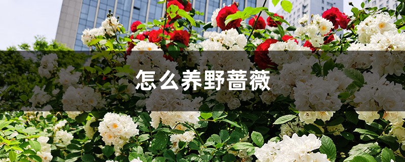 怎么养野蔷薇 怎么养野蔷薇