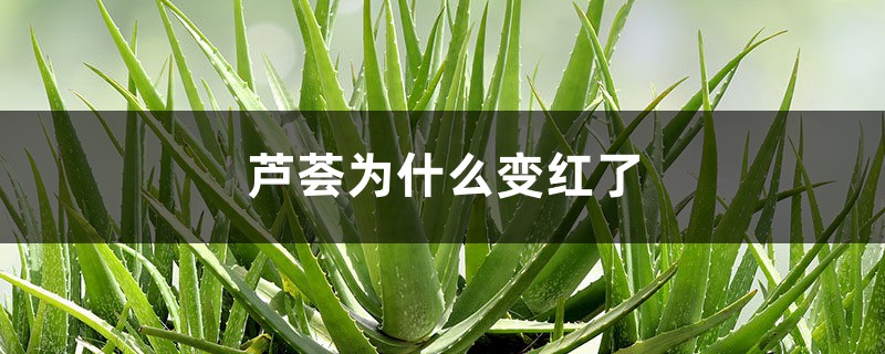 芦荟为什么变红了 芦荟为什么变红了