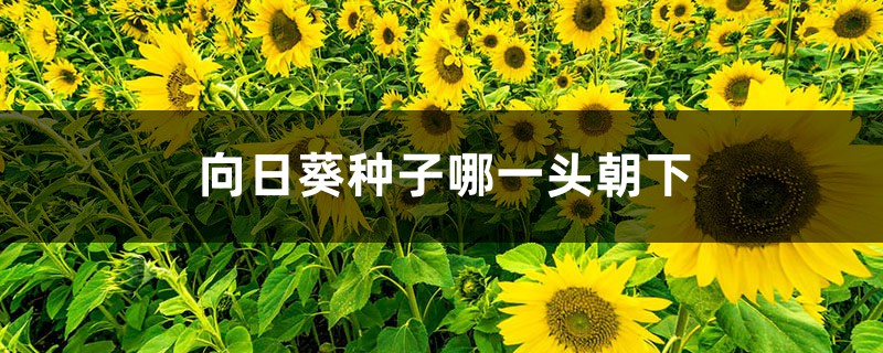 向日葵种子哪一头朝下 向日葵种子哪一头朝下
