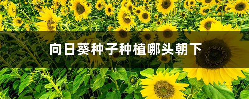 向日葵种子种植哪头朝下 向日葵种子种植哪头朝下