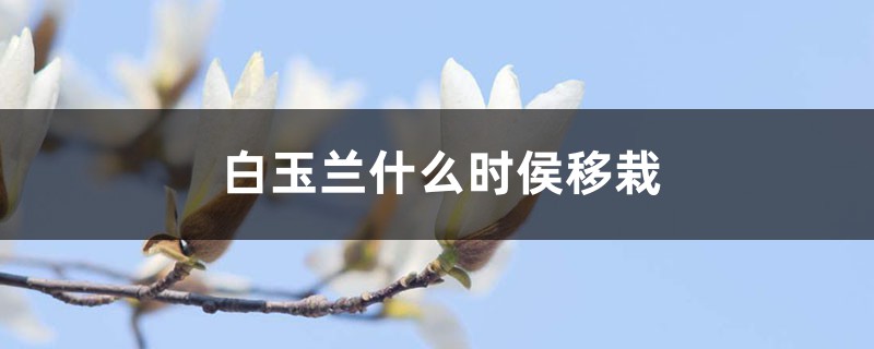 白玉兰什么时侯移栽 白玉兰什么时侯移栽