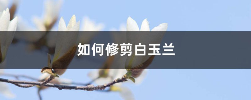 如何修剪白玉兰 如何修剪白玉兰