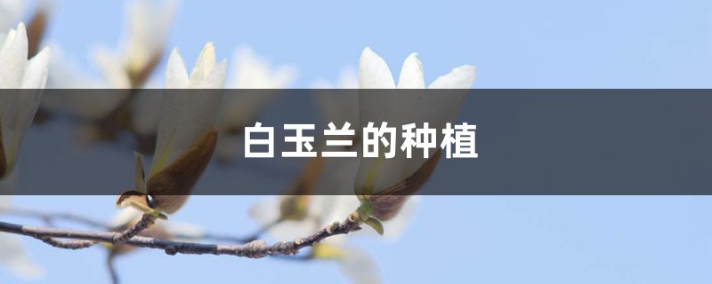 白玉兰的种植方法 白玉兰的种植方法