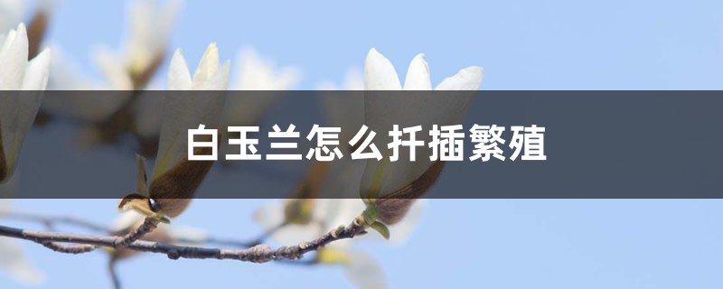 白玉兰怎么扦插繁殖 白玉兰怎么扦插繁殖