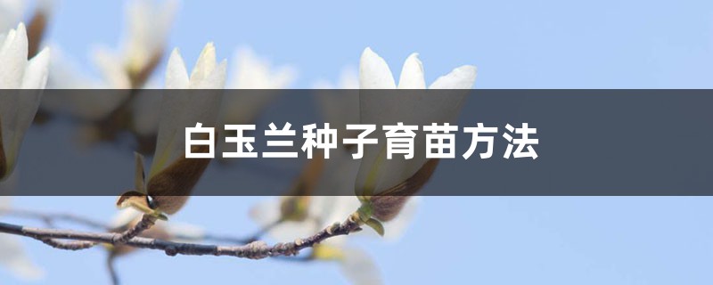 白玉兰种子育苗方法 白玉兰种子育苗方法