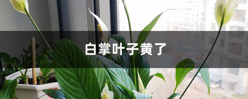 白掌叶子黄了的原因 白掌叶子黄了的原因